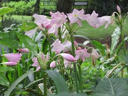 Image result for Helichrysum moorei