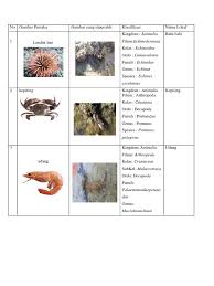 We did not find results for: Laporan Bio Laut