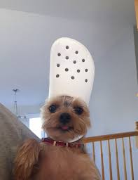 On Twitter In 2020 Funny Dogs Cute Dogs Baby Animals