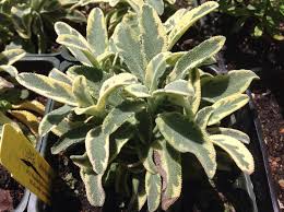 Image result for Bergia salaria