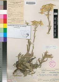 Image result for Helichrysum mixtum