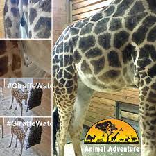 Giraffe facts, conservation initiatives, even general questions! Animal Adventure Park Worthy Of A Share Now We Can T Wait Till Friday S Heyjohwhadayaknow Segment We Are Seeing Some Very Interesting Developments We Can All Appreciate The Belly Bulge Displayed From