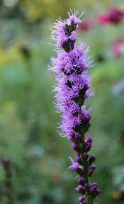 We did not find results for: All About Liatris