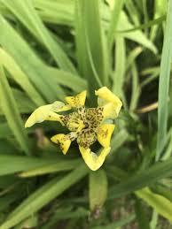 Download gambar gratis tentang bunga bunga iris biru iris dari pustaka pixabay lebih dari 1090000 gambar domain publik berupa foto ilustrasi dan vektor 634570. Pokok Bunga Iris Nursery Bunga Online Ummi Zhariff Facebook