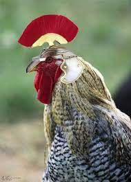 Pin On Fantastic Fowl
