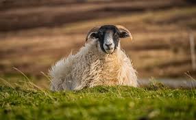 10 Things Most People Don T Know About Sheep Animal Lover Sheep Pets