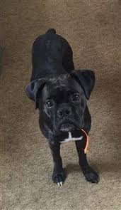 Simply click here to return to boxer dog pictures. Black Boxer Dogs Can The Black Boxer Exist Unique Breed Coloring