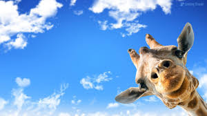 Cute Giraffe Mac Wallpaper 2021 Live Wallpaper Hd Giraffe Pictures Funny Giraffe Pictures Cool And Funny Wallpapers