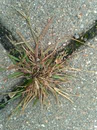 Image result for Eragrostis pilosa