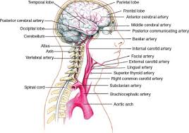 Common carotid arteries travel superiorly in the neck in the carotid sheath in close proximity to the jugular veins, vagus nerve, and recurrent laryngeal nerve. Cerebrovascular Anatomy And Regional Blood Supply Radiology Key