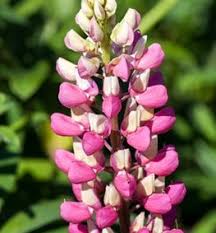 In june your lupins will have finished flowering and start going to seed, if you want to keep the seeds you can let some of the seed pods mature and collect. Growing Lupine Flowers Planting Caring For Lupinus Garden Design