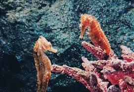 Jenis ikan laut dangkal sendiri sangat banyak apalagi ditambah ikan laut yang habitatnya lebih nama latin atau nama ilmiah: Materi Lengkap Hewan Ovovivipar Pengertian Proses Ciri Contoh