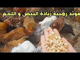 pin on تربية الدجاج