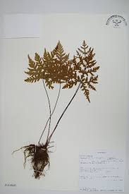 Image result for Doryopteris concolor