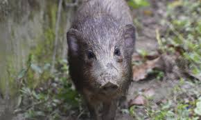 Animals that have gone extinct in england. Up To 48 Species Saved From Extinction By Conservation Efforts Study Finds Conservation The Guardian