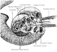 Image result for Cochlea