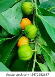 Image result for Suregada