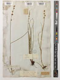 Image result for Scleria bulbifera