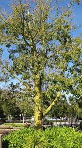 Image result for Ceiba speciosa