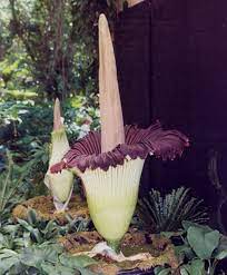 E Zoology My Perspective Top 20 Most Interesting Plants Of The World