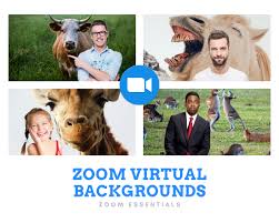 Zoom Virtual Background Funny Animals In 2020 Funny Animals Virtual Greenscreen