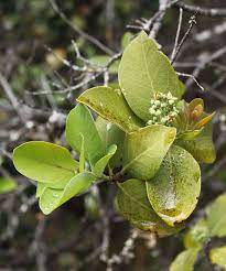 Sandalwood essential oil can help you achieve more clarity and calmness due to its extensive therapeutic benefits such as improving memory and promoting relaxation. Sandalwood Wikipedia