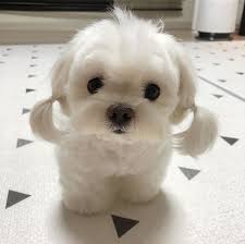 This Puppy With Pigtails Cutest Puppy Ever Cute Animals Cute Funny Animals