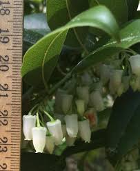Image result for Agarista salicifolia