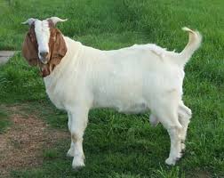 Cute Baby Goat Wallpaper Full Hd P Goat Wallpapers Goat Hd 1080x855 Wallpaper Teahub Io Only the best hd background pictures. cute baby goat wallpaper full hd p goat
