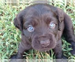 Cavapoo puppies for sale in indiana. View Ad Boykin Spaniel Litter Of Puppies For Sale Near Georgia Silver Creek Usa Adn 144315