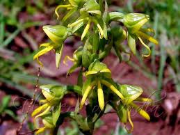 Image result for Habenaria clavata