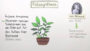 Fotosynthese Atmung Bei Pflanzen Einfach Erklart