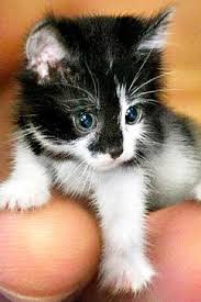 The Smallest Cats In The World Cats Small Cat Cat Medication