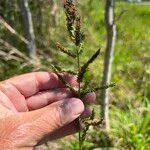 Image result for Steinchisma laxum