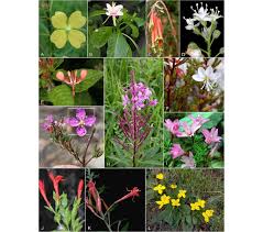 Image result for Ludwigia octovalvis