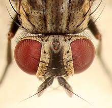 Housefly Wikipedia