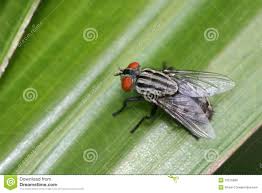 Noire et blanche made in 1926. 535 Mouche Rayee Photos Libres De Droits Et Gratuites De Dreamstime