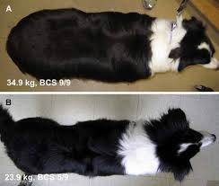 focus on nutrition canine and feline obesity frequently