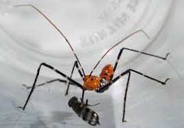 Lay eggs on or within a host insect. Comparison Between Leaf Footed Bug And Milkweed Assassin Bug Nymphs Beauregardparishcountrylife
