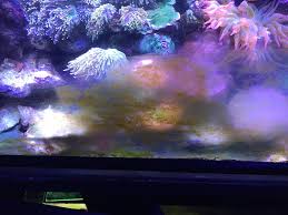 You may completely turn your fish tank lights off one day per week. Problematic Algae And How To Manage It Reef Builders The Reef And Saltwater Aquarium Blog