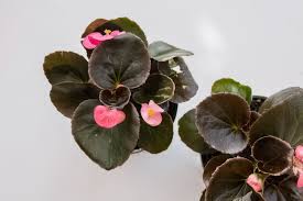 What indoor flowers bloom all year. 8 Easy Care Flowering Houseplants