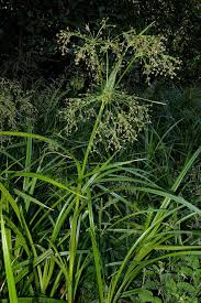 Image result for Cyperus latifolius