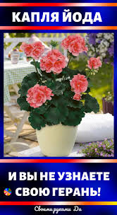 горшечные растения комнатные цветы фото и названия и уход за ними Gruntovannyj Tekstil Gerani Cvety Vo Dvore Cvety