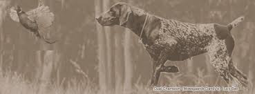 We're committed to breeding the very finest german shorthair pointers available. German Shorthaired Pointer Club Of Michigan Home Facebook