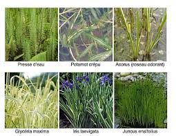 Commandez dès maintenant des nénuphars, plantes aquatiques et autres plantes de bassin. Plante De Bassin Filtrante