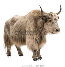 Image result for yak