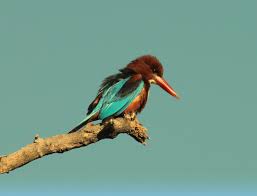 Bird Of The Day White Throated Kingfisher Bandipur National Park Karnataka Organikos How would you feel being welcomed by the melodious chirping sounds of birds and cool fresh air around you?