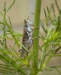 We did not find results for: Predator Prey Relationships New England Complex Systems Institute