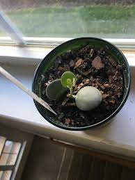 Silver dollar vine vs string of nickels. Dischidia Nummularia Vs Xerosicyos Danguyi I Got This Little Guy This Week And Assumed It Was A Silver Dollar But It S Labeled As String Of Nickels I Looked Them Up And They