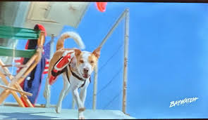 St. Johns County Lifeguard Alumni